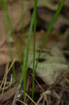 Reflexed sedge